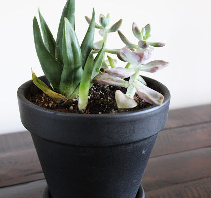 DIY PLANT CONTAINERS + DINING ROOM UPDATE